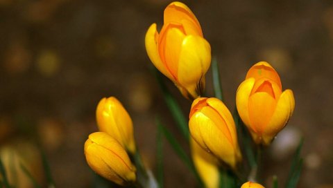 Крокусы, цветы, примулы, весна, желтый