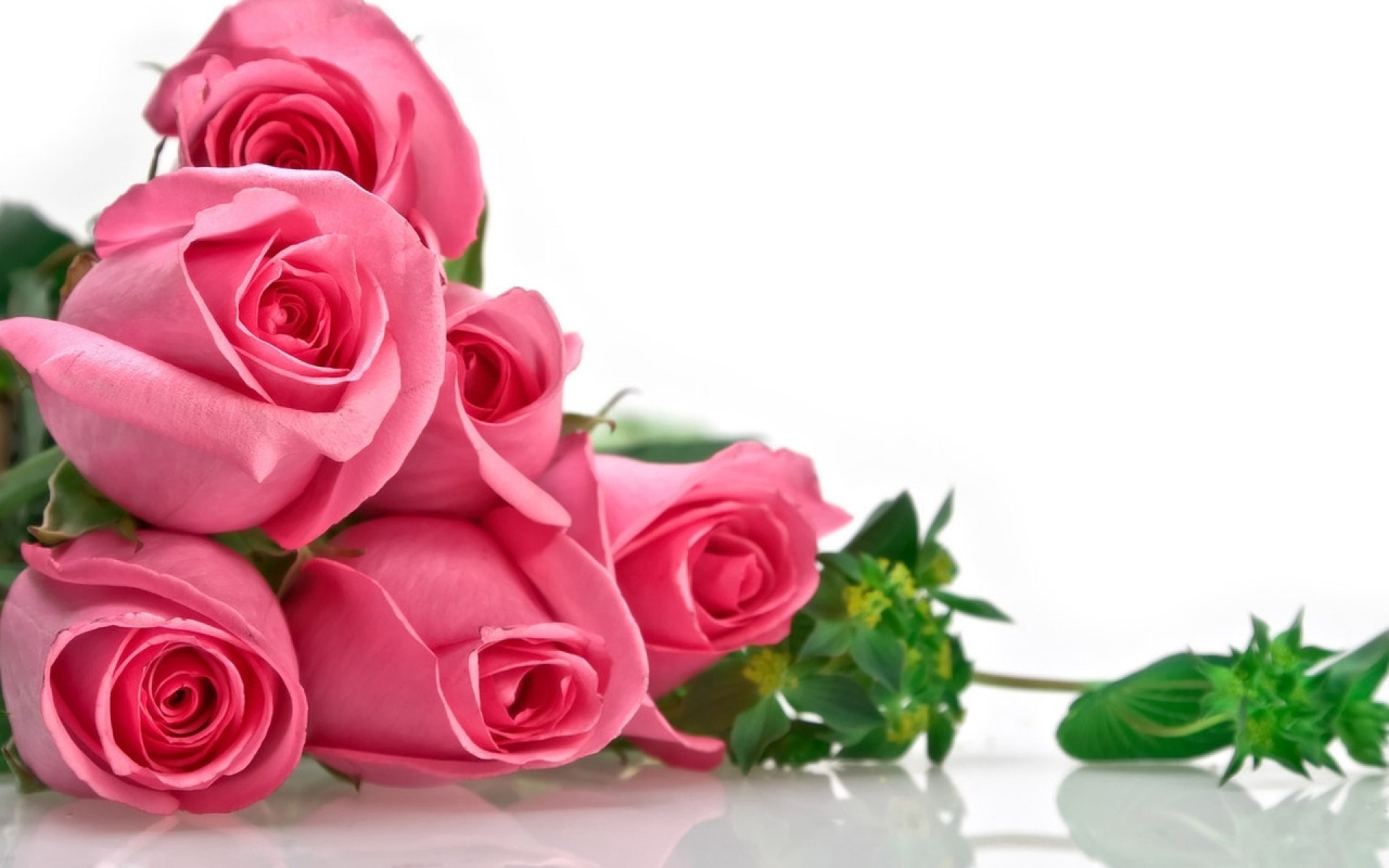 Картинки Розы, цветы, розовые, нежные, ложь фото и обои на рабочий стол