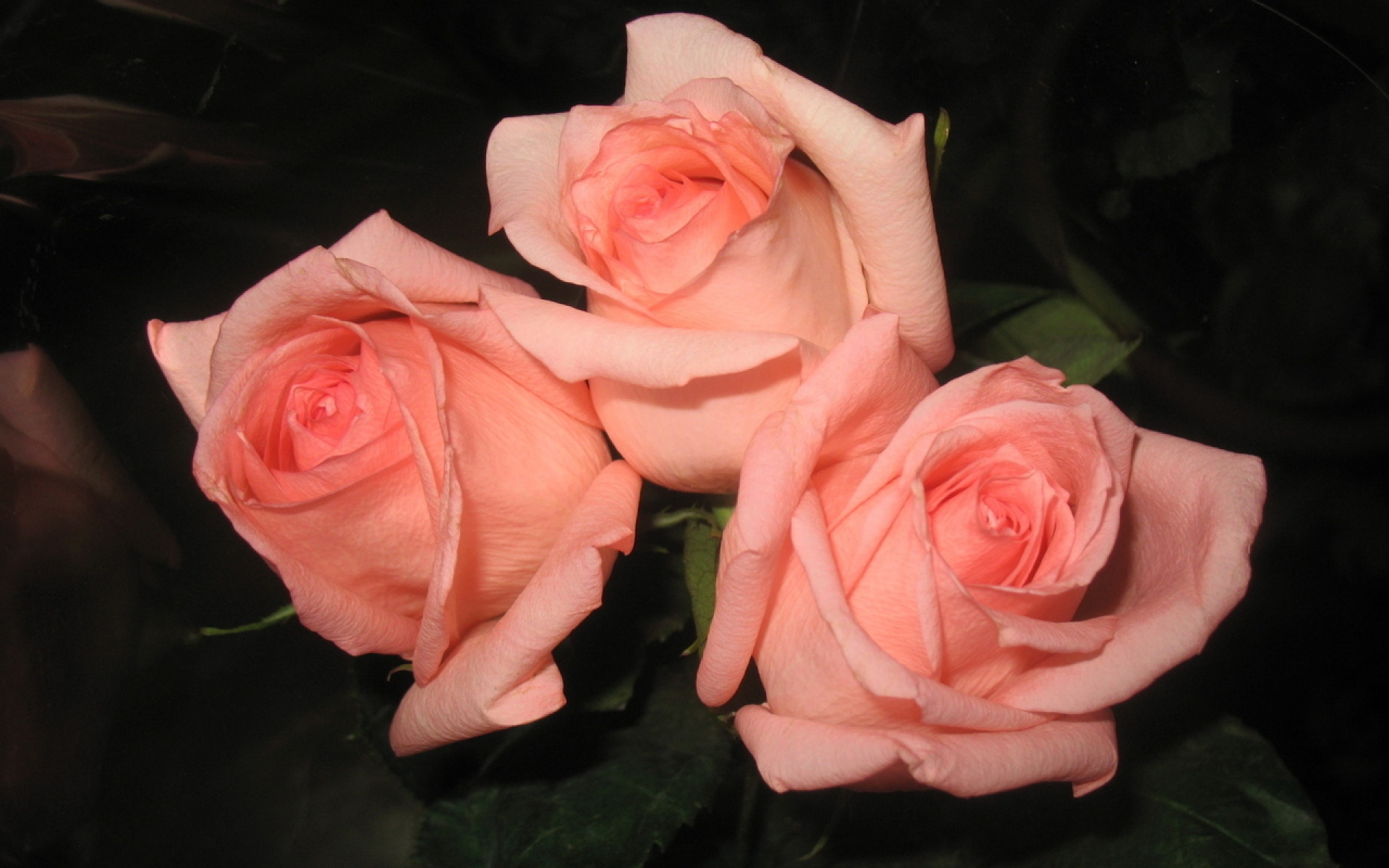 Сделать 2 фото розы. Розы. Бледно розовые розы. Розы 3 штуки. Розы фото.