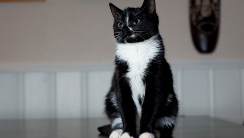 Кошка, лапы, сидит, черно-белый