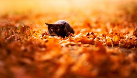 Кошка, листья, осень, природа, фон, цвет, яркий