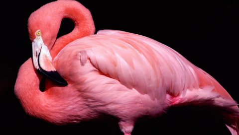 Eak, птица, розовый, фламинго, черный фон