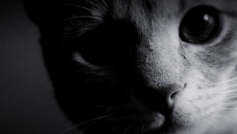 Глаза, кошка, морда, нос, черный белый, шерсть