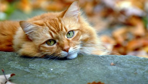 Мнение, кошка, осень, красный