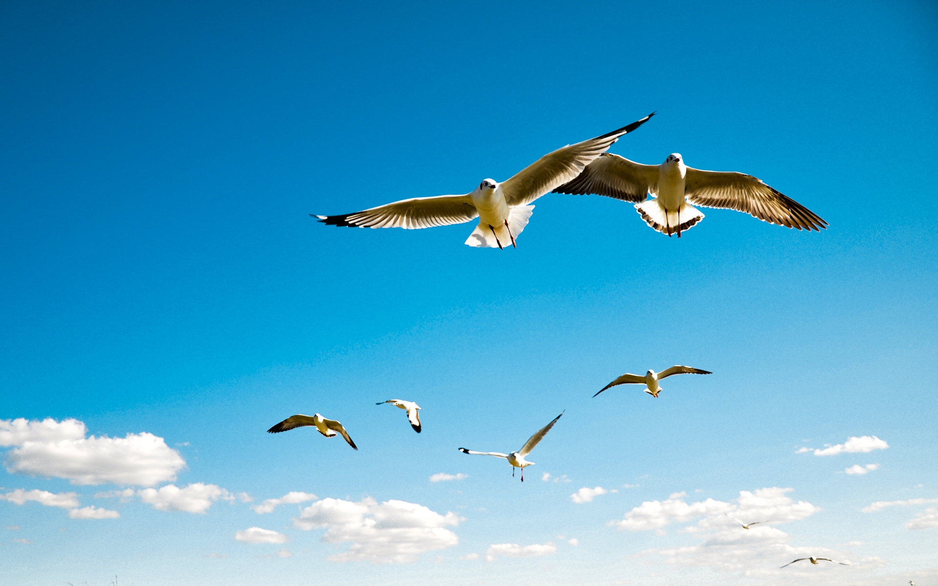 Картинки Альбатрос, крылья, небо, полет, птицы, масштаб, чайки фото и обои на рабочий стол