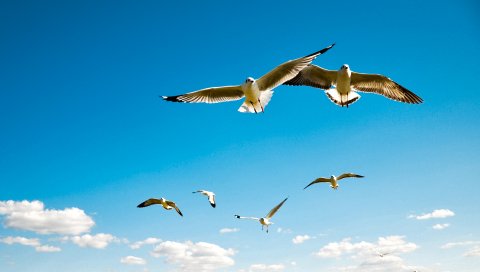 Альбатрос, крылья, небо, полет, птицы, масштаб, чайки
