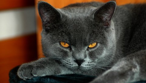 Британские, желтые глаза, кошка, серый цвет