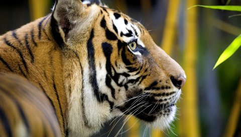 Тигр, бамбук, голова, джунгли, большой кот, листья, мех, лицо, цвет, полосы, профиль, усы, хищник, шерсть