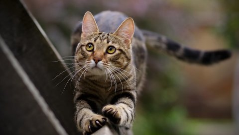 Кошка, стрейч, взгляд, полосатый