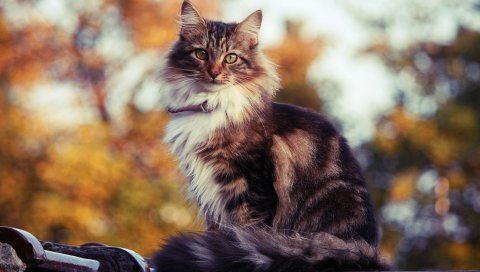 Кошка, пушистая, сидящая, пятнистая