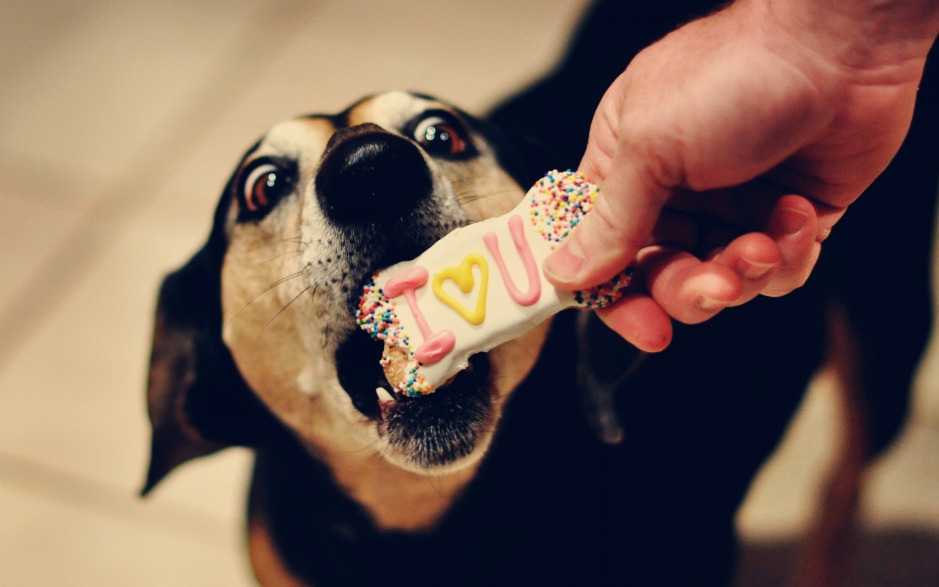 Картинки Собака, морда, печенье, сладости, лакомства фото и обои на рабочий стол