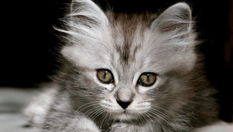 Котенок, пушистый, морда, черный белый