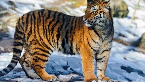 Тигр, большой кот, снег, прогулка