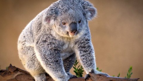 Коала, ветка, сидеть, обаятельная