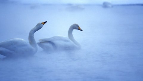 Лебедь, озеро, туман, пар, забота, птицы