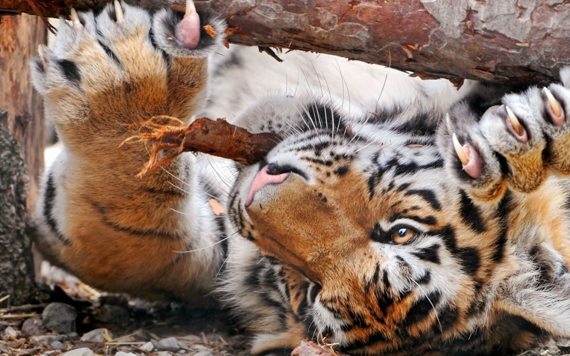 Картинки Тигр, дерево, кора, игра фото и обои на рабочий стол