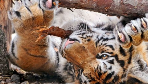 Тигр, дерево, кора, игра