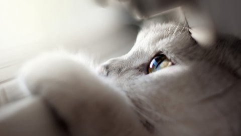 Кошка, лицо, глаза, лапы, взгляд