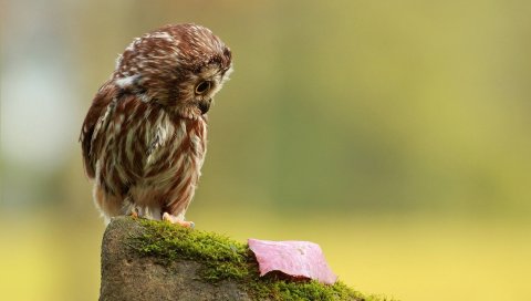 Сова, маленький, вид, лист, осень, камень, мох