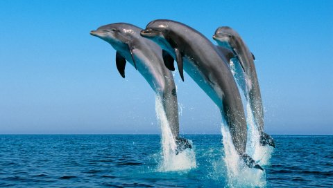 Дельфины, прыжок, вода, море, спрей, синхронно