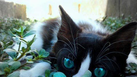 Кошка, лицо, глаза, крупный план, ожидание
