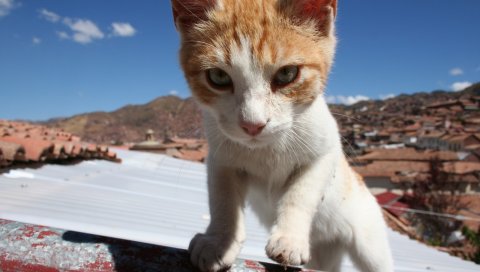 Кошка, морда, лазание, солнечный свет, пятнистый