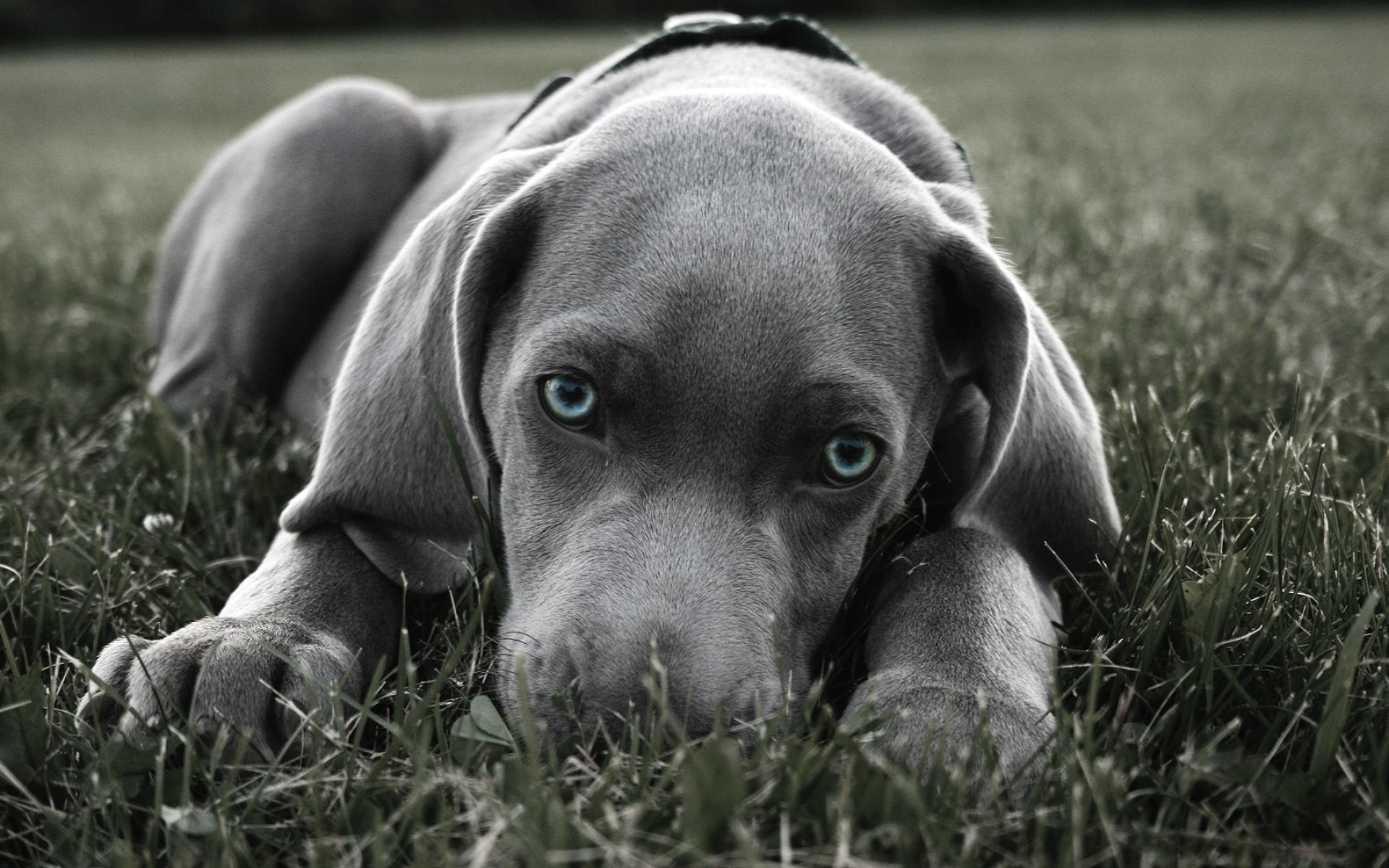 Картинки Собака, морда, голубоглазый, трава, сокрытие фото и обои на рабочий стол