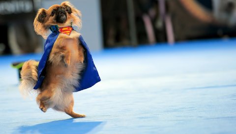Собаки, костюм, танец, тренировка, супермен
