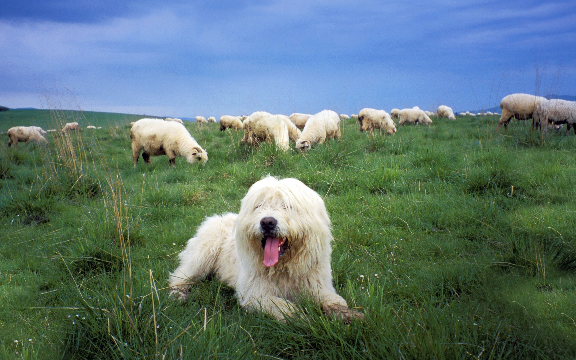 Картинки Польский низменный овчарка, стадо, пастух, трава фото и обои на рабочий стол