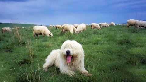 Польский низменный овчарка, стадо, пастух, трава