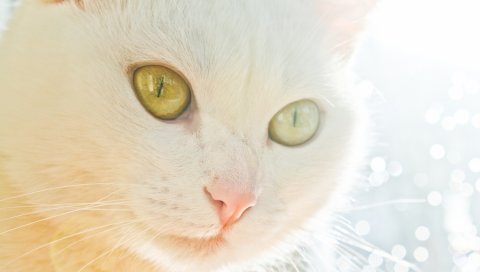Кошка, лицо, свет, блики, глаз