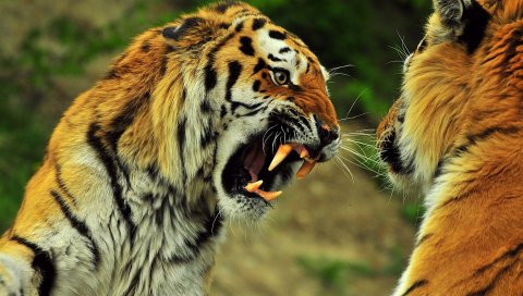 Тигры, пара, бой, битва, зубы, гнев