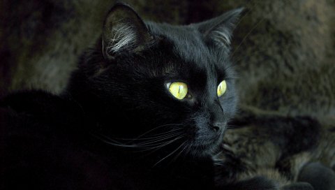 Кошка, лицо, глаза, темный, цвет