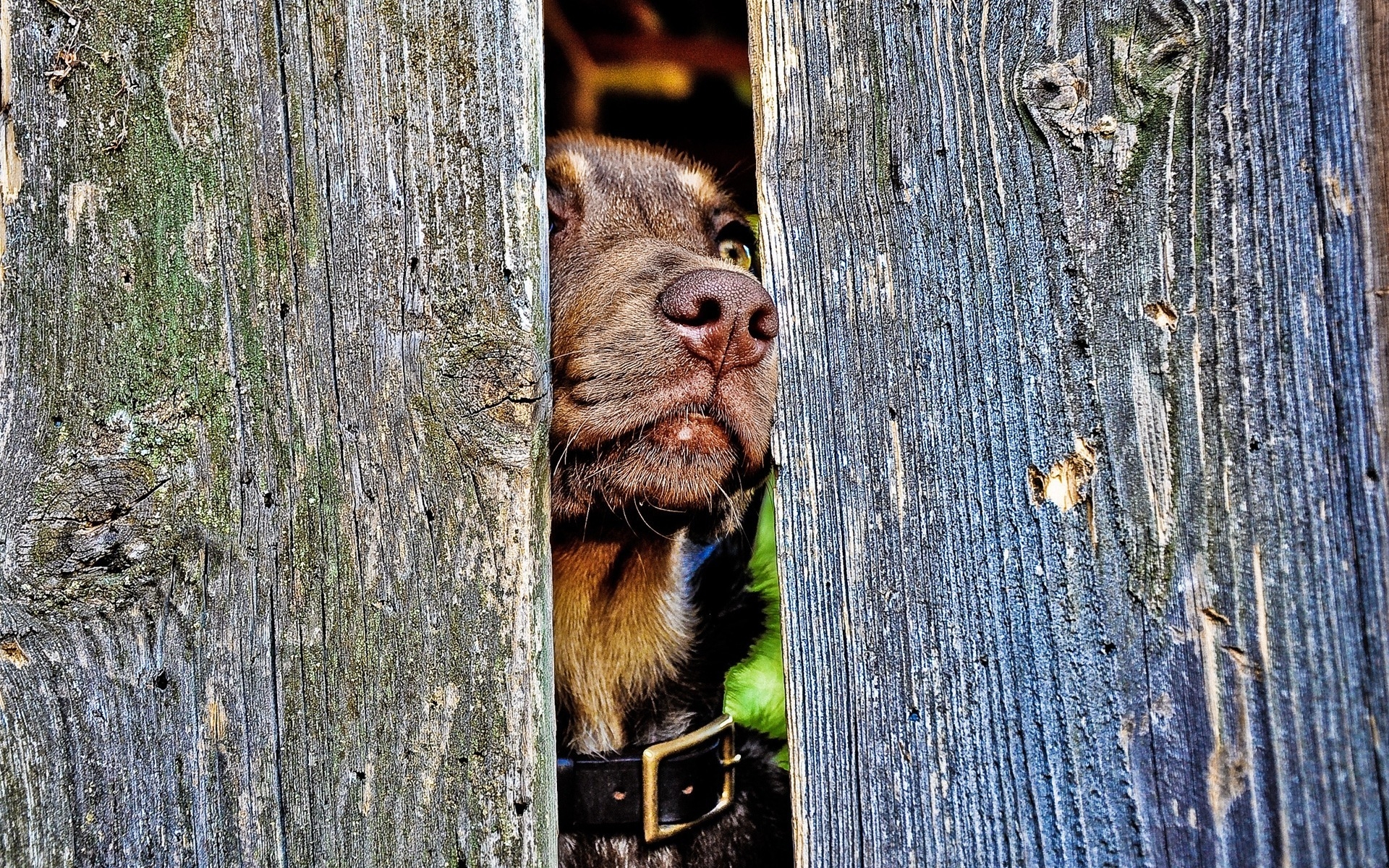 Картинки Собака, морда, нос, забор, лес, любопытство фото и обои на рабочий стол
