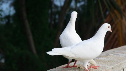 Голуби, птицы, пара, белый