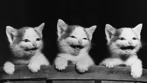 Котята, три, игривый, страх, черный белый