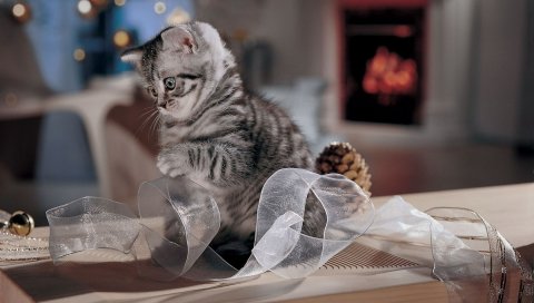 Кошка, полосатая, лента, игривая