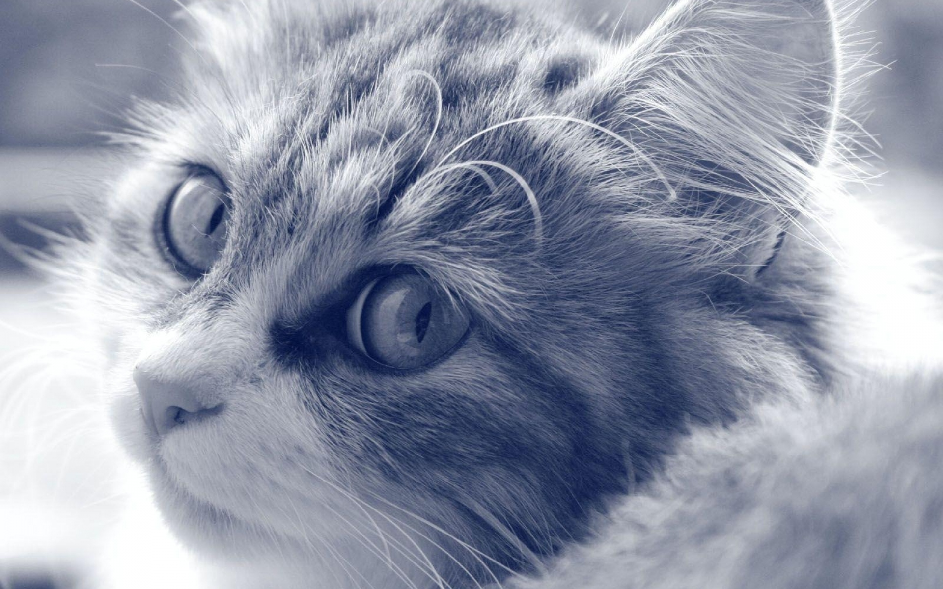 Картинки Кошка, лицо, пушистый, глаза, черный белый фото и обои на рабочий стол