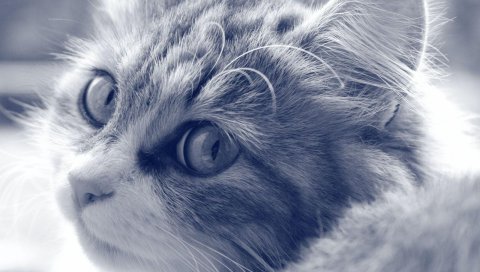 Кошка, лицо, пушистый, глаза, черный белый