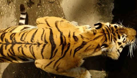 Тигр, полосатый, ползающий, большой кот