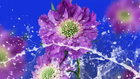 Цветы, капли, вода, спрей, фон, размытые
