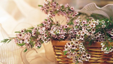 Чайное дерево, цветение, ветки, корзина, стол