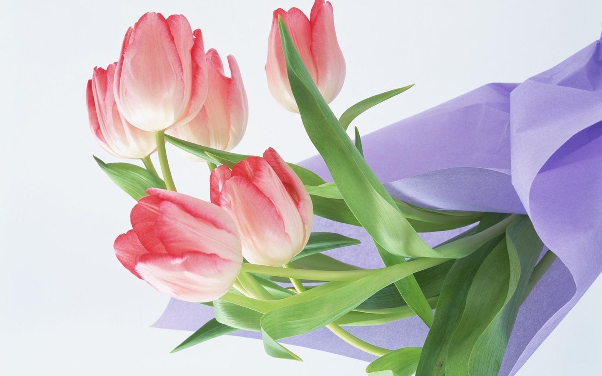 Картинки Тюльпаны, цветы, букет, обертывание фото и обои на рабочий стол