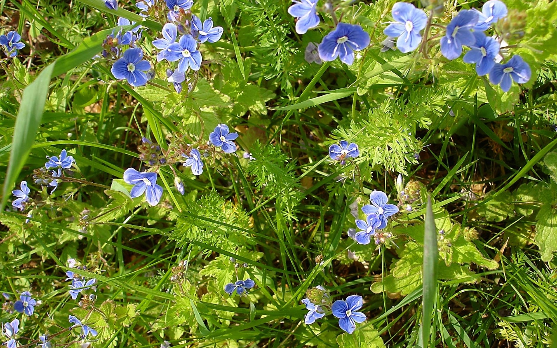 Мелкие голубые полевые цветы