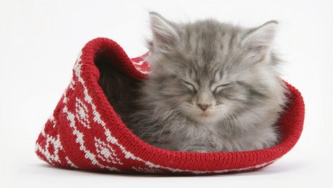Кошка, шляпа, сон, пушистый