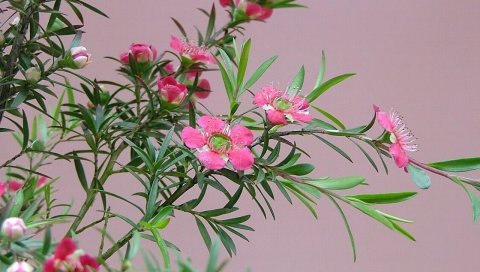 Чайное дерево, цветение, ветви, травы