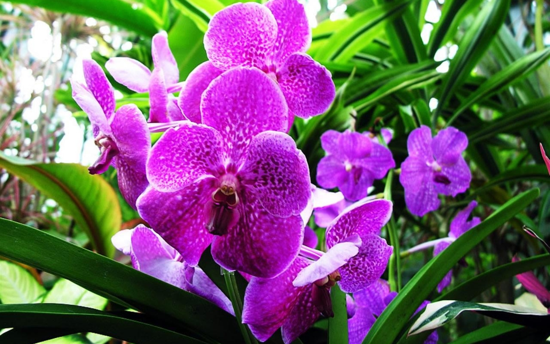 Орхидея живая цветок. Орхидея фаленопсис голубая. Фаленопсис Лилак.