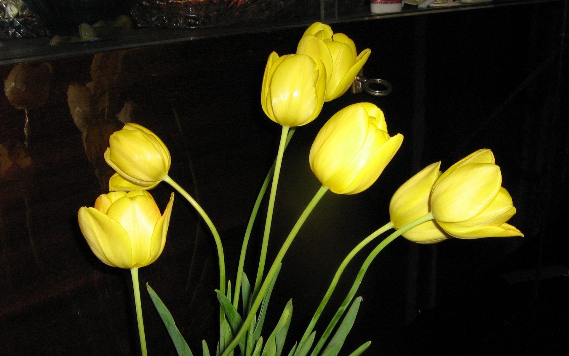 Картинки Тюльпаны, цветы, желтый, цветок, блики фото и обои на рабочий стол