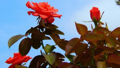Розы, цветы, кусты, небо, листва, сад