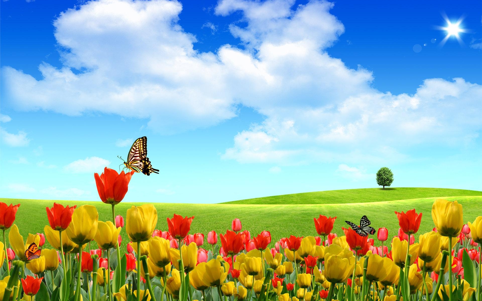 Картинки Тюльпаны, цветы, поле, дерево, небо, солнце, облака, бабочки фото и обои на рабочий стол